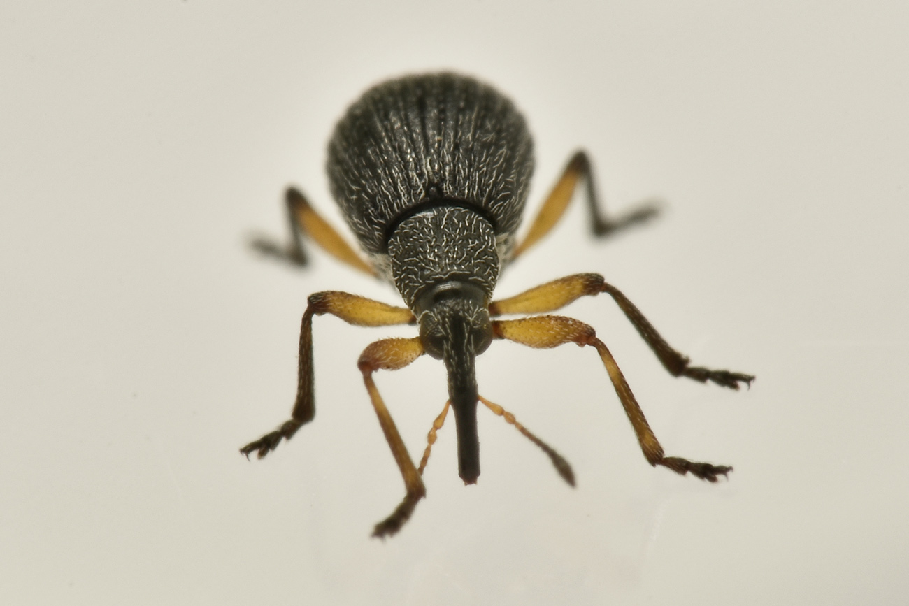 Apionidae: Eutrichapion sp?  S, Eutrichapion viciae, femmina